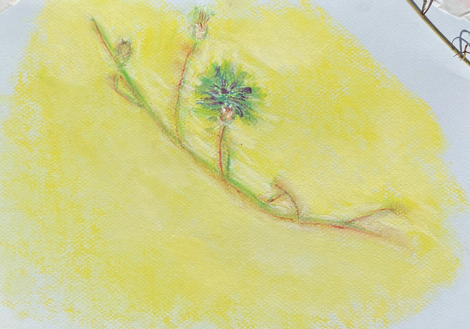 Art In The Garden, Greener Kirkcaldy, Soft Pastel