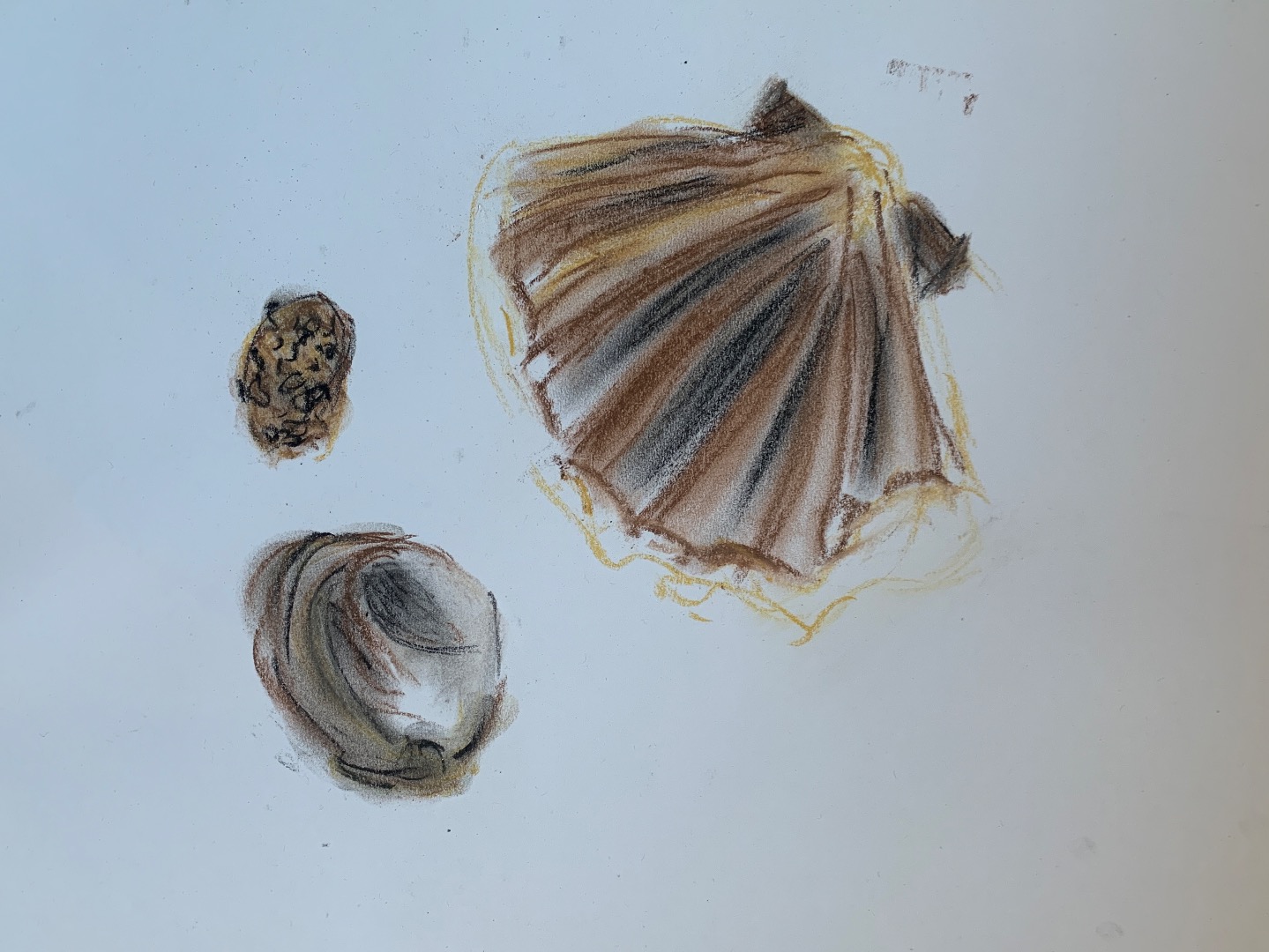 Chalk Shells