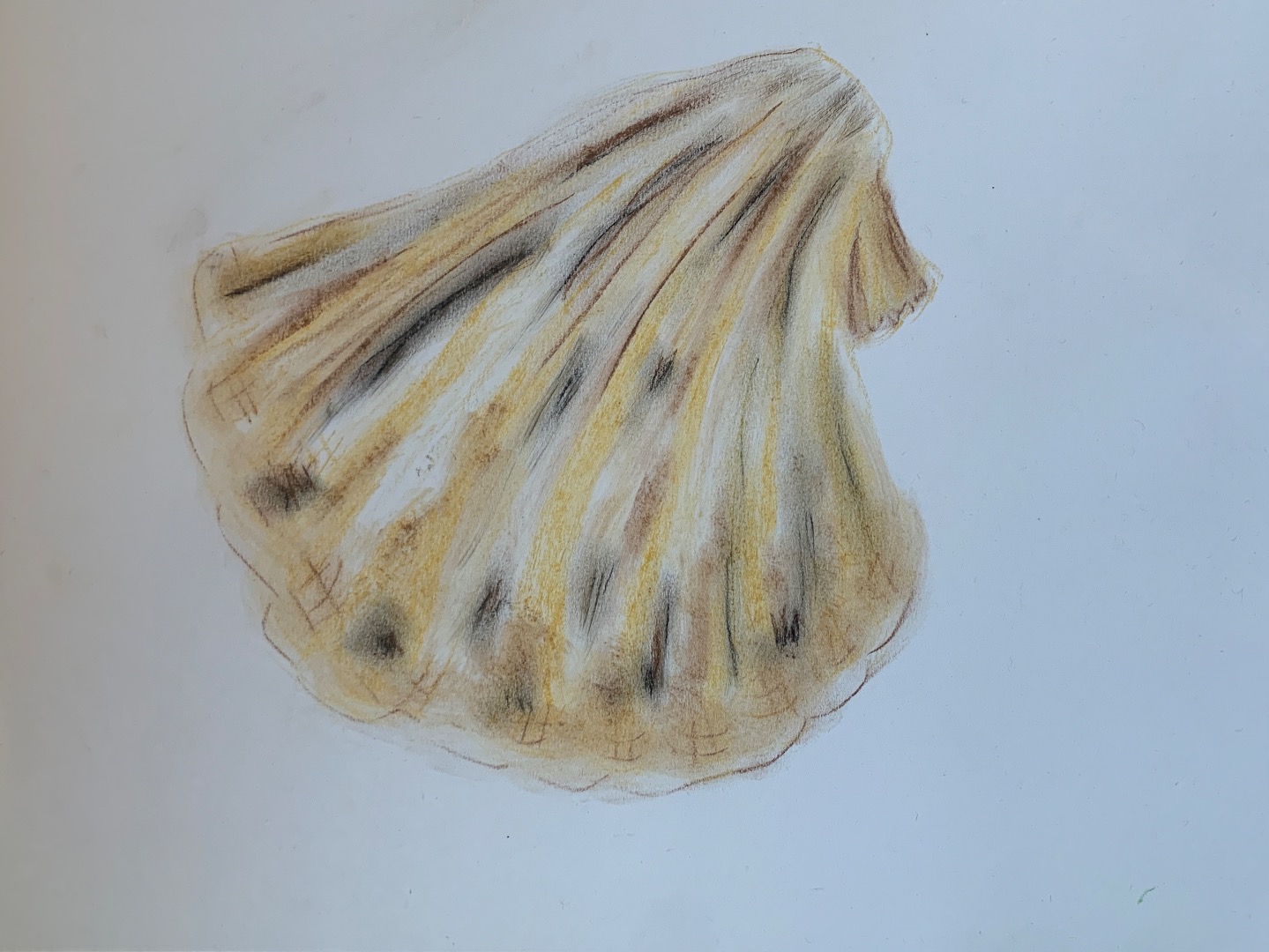Chalk Shells