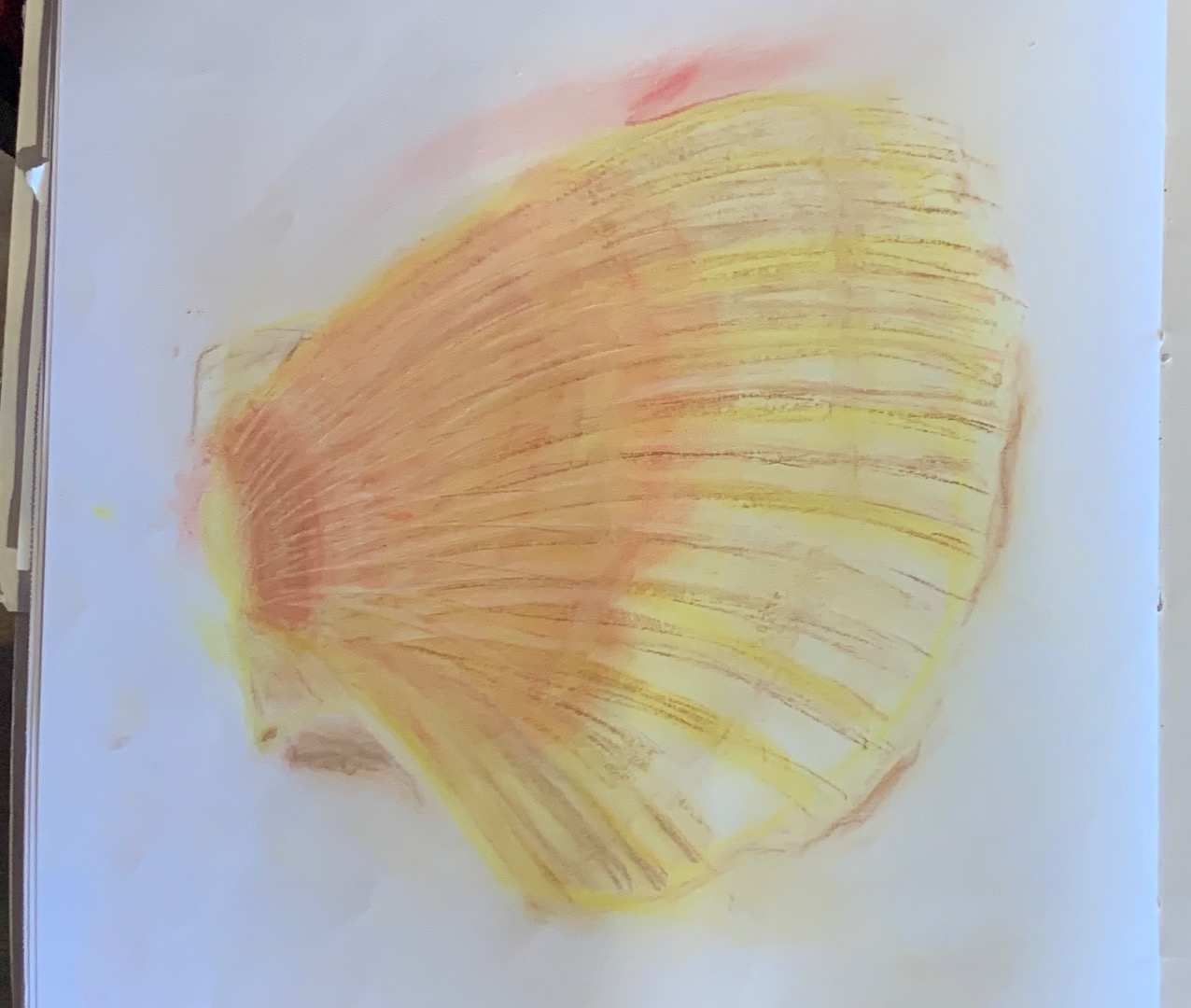 Chalk Shells