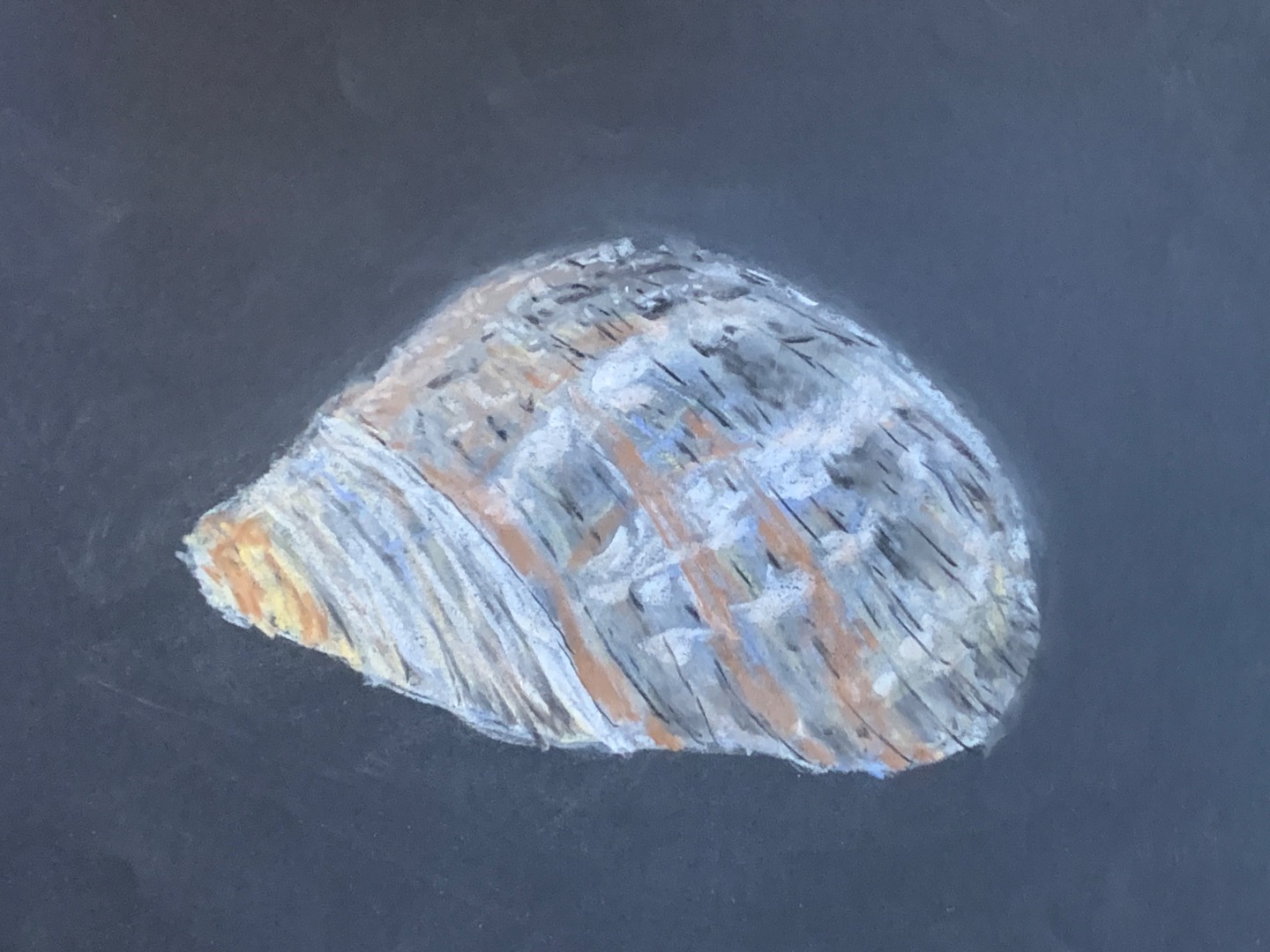 Chalk Shells