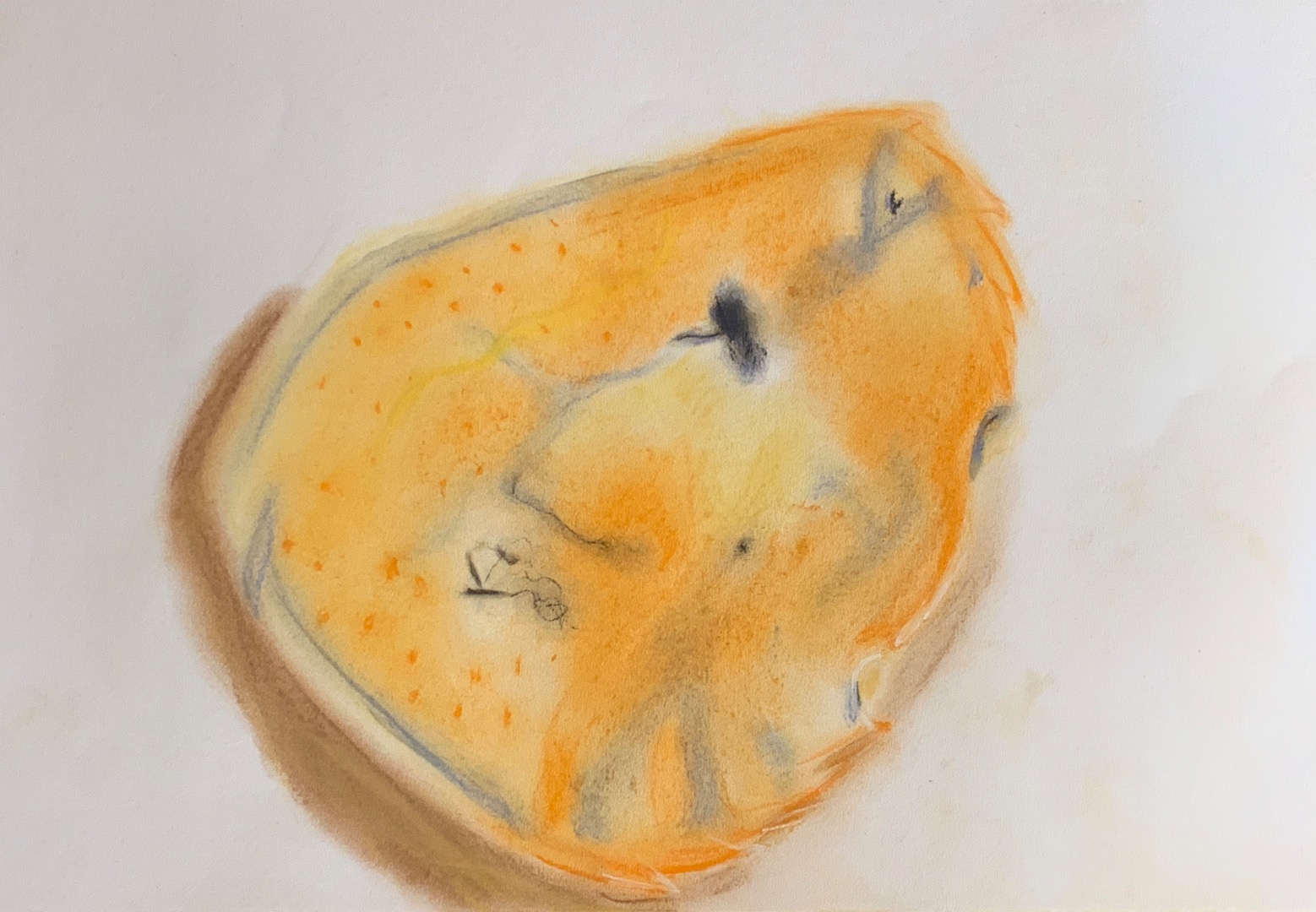 Chalk Shells