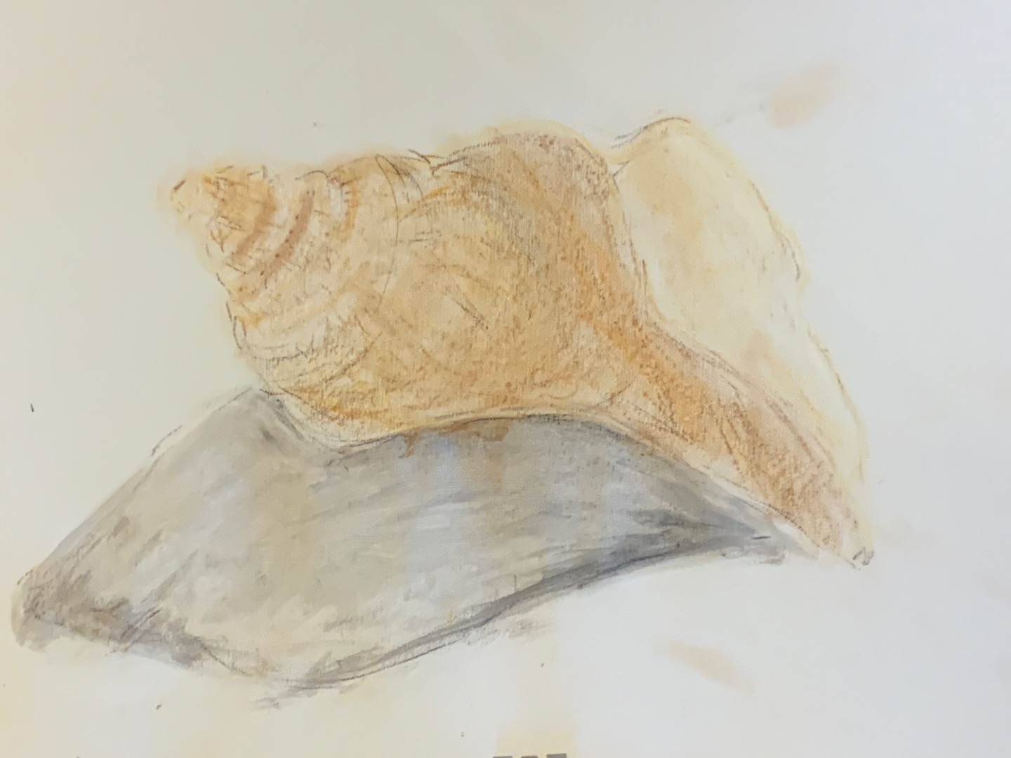 Chalk Shells