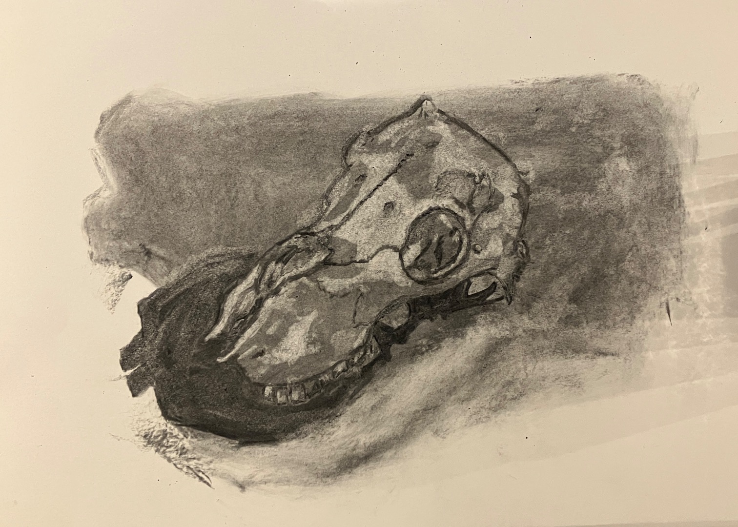Charcoal Skulls