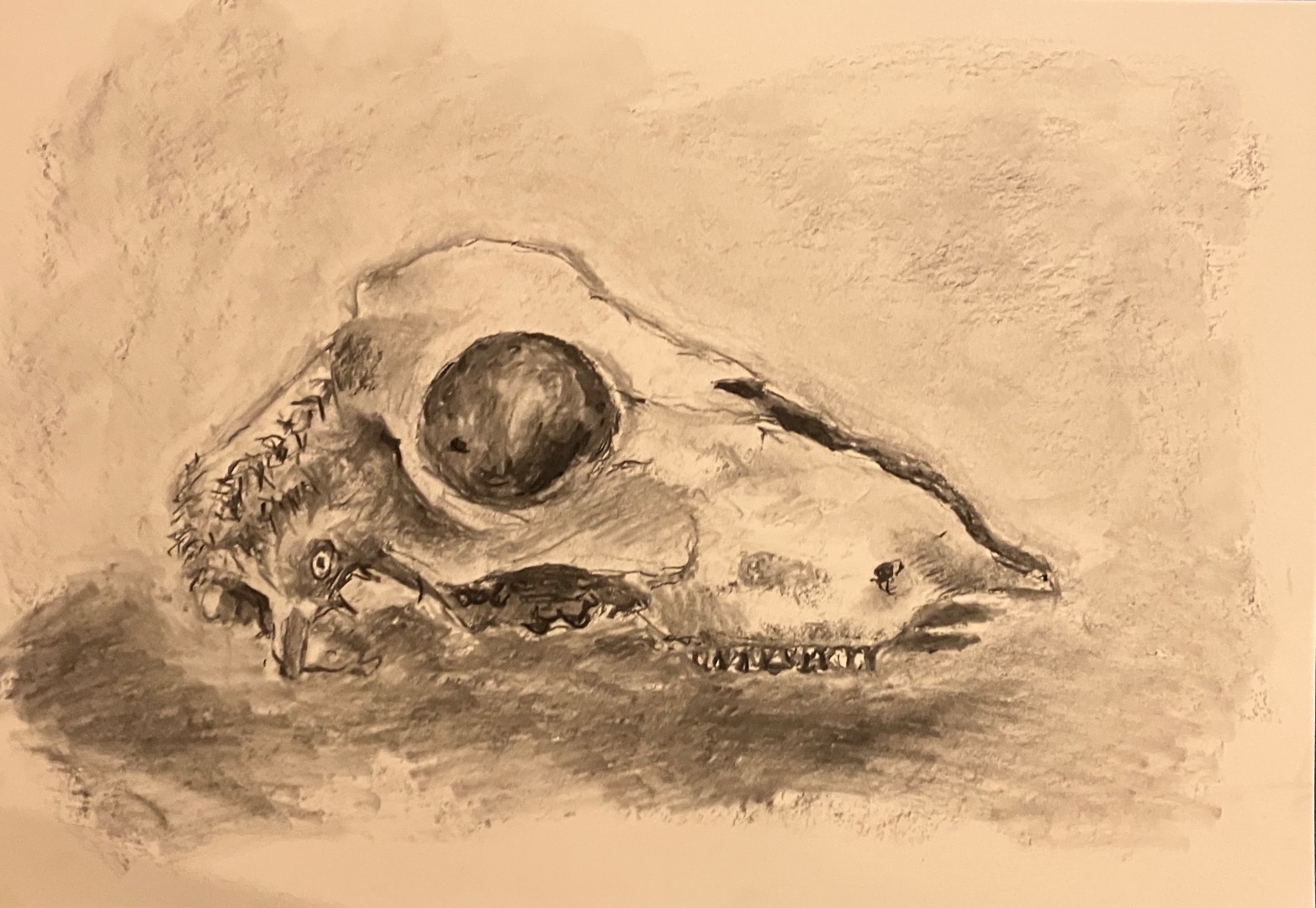 Charcoal Skulls