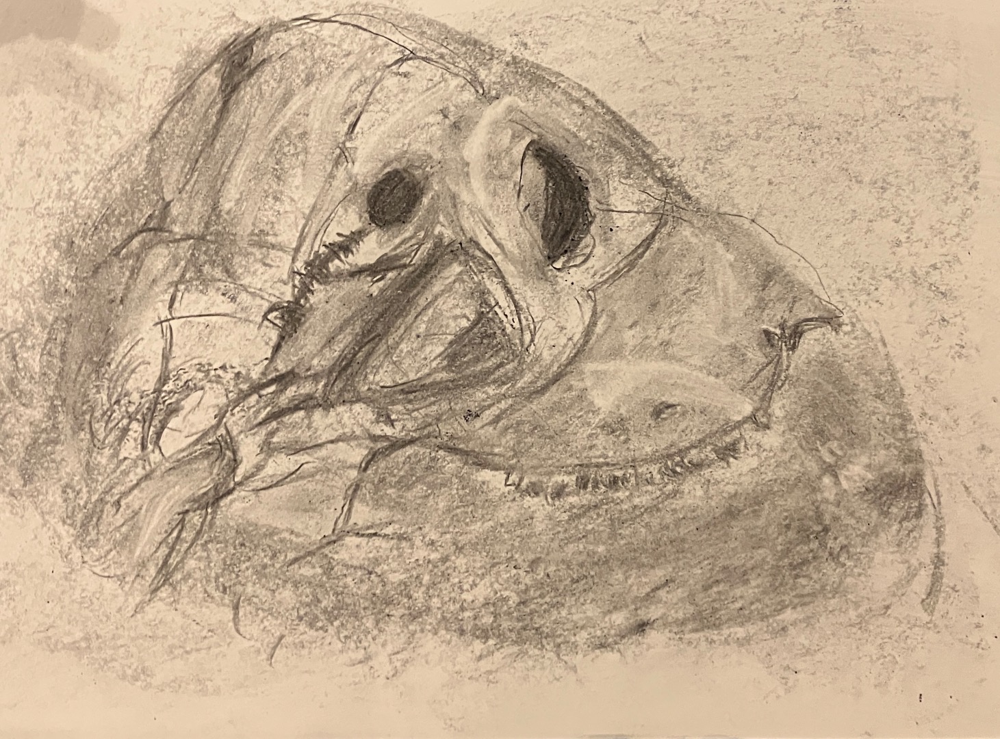 Charcoal Skulls