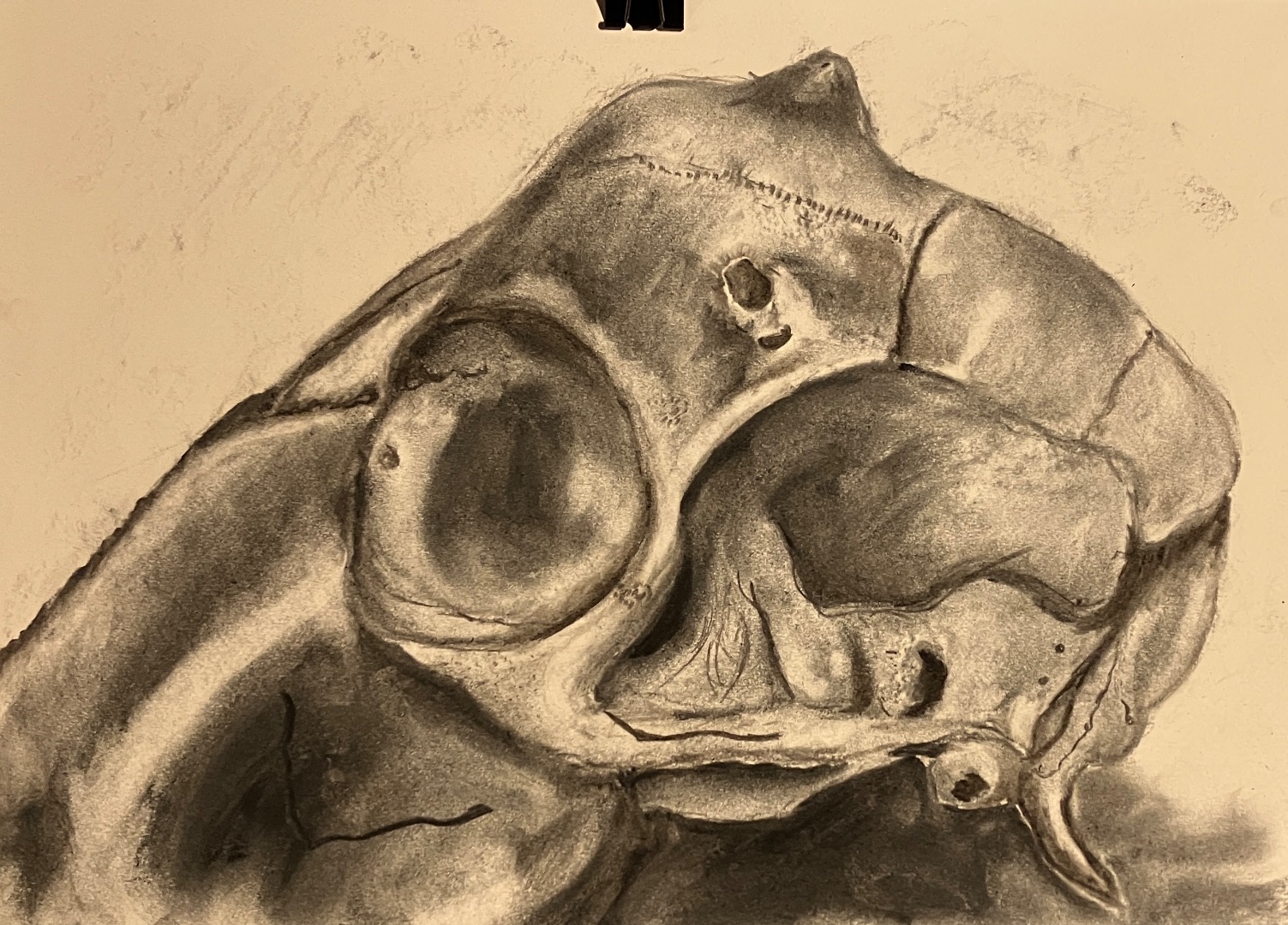 Charcoal Skulls