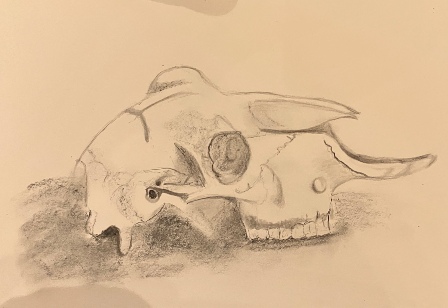 Charcoal Skulls