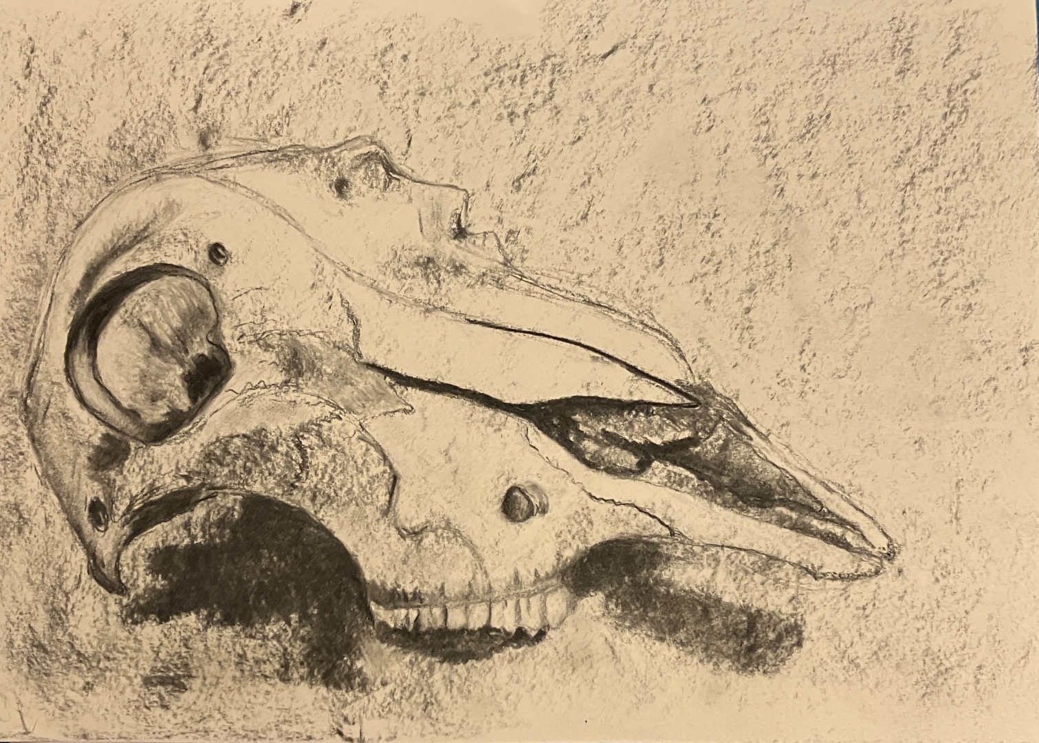 Charcoal Skulls