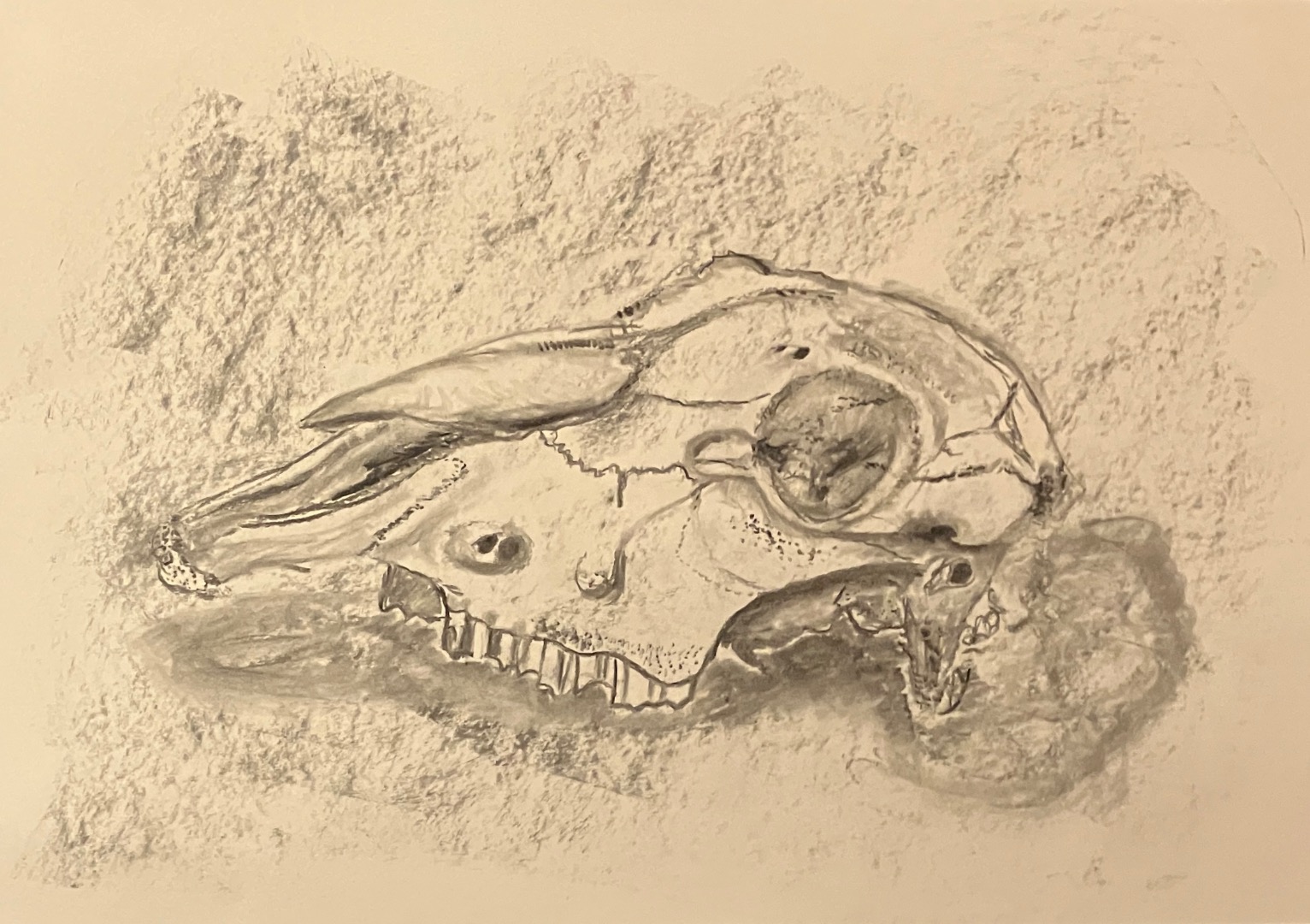 Charcoal Skulls